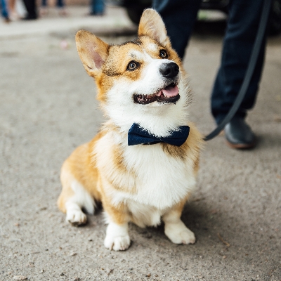The do's and don'ts of having pets at weddings