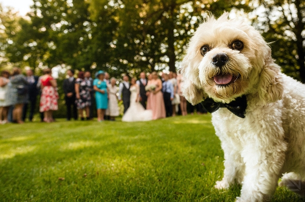 Incorporating your beloved dog into your wedding: Image 1