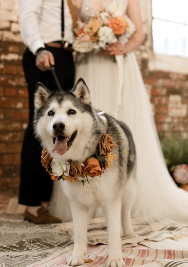 Husky at a wedding
